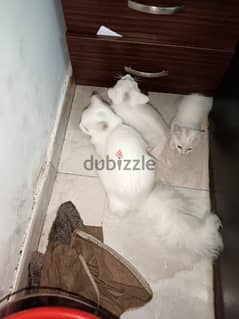 urgent sale cat and babies 0