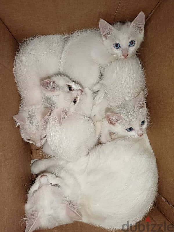 urgent sale cat and babies 5