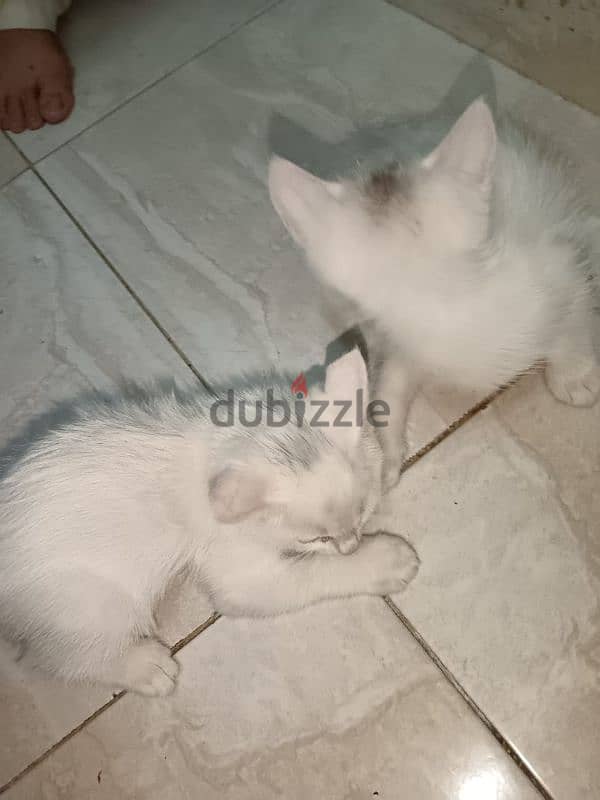 urgent sale cat and babies 7