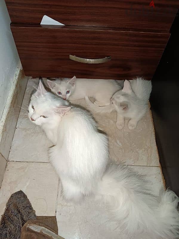 urgent sale cat and babies 9