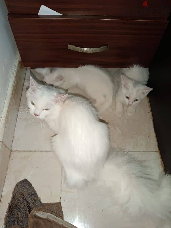 urgent sale cat and babies 10