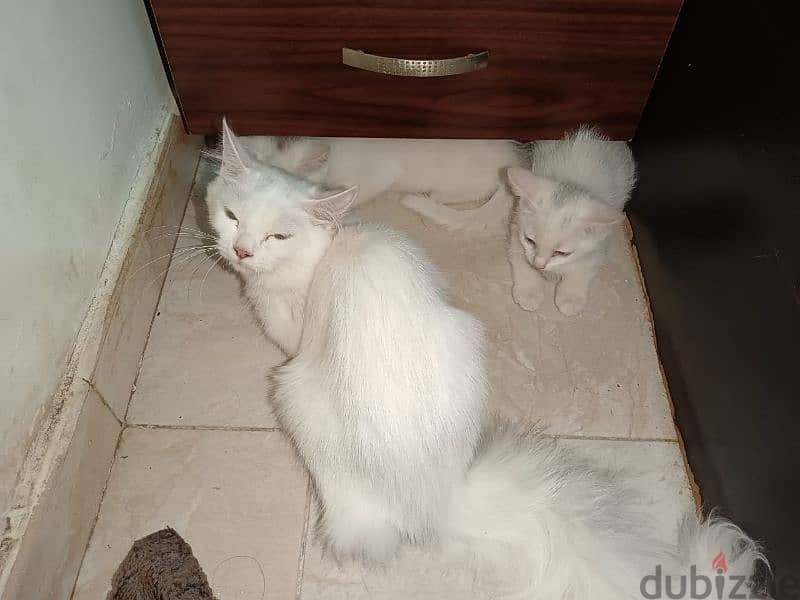 urgent sale cat and babies 12