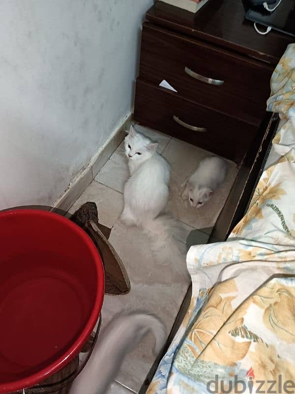 urgent sale cat and babies 13