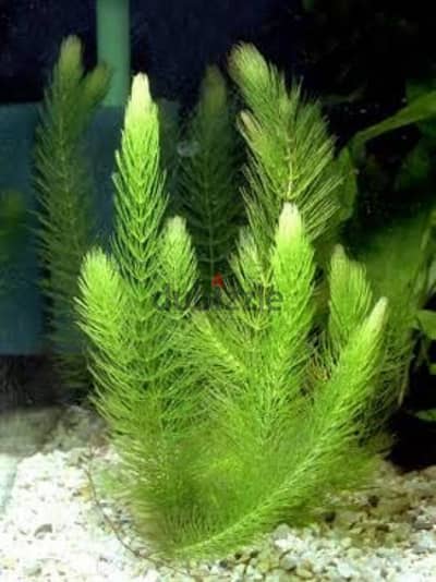 Foxtail Aquarium Plant Cuttings for Sale