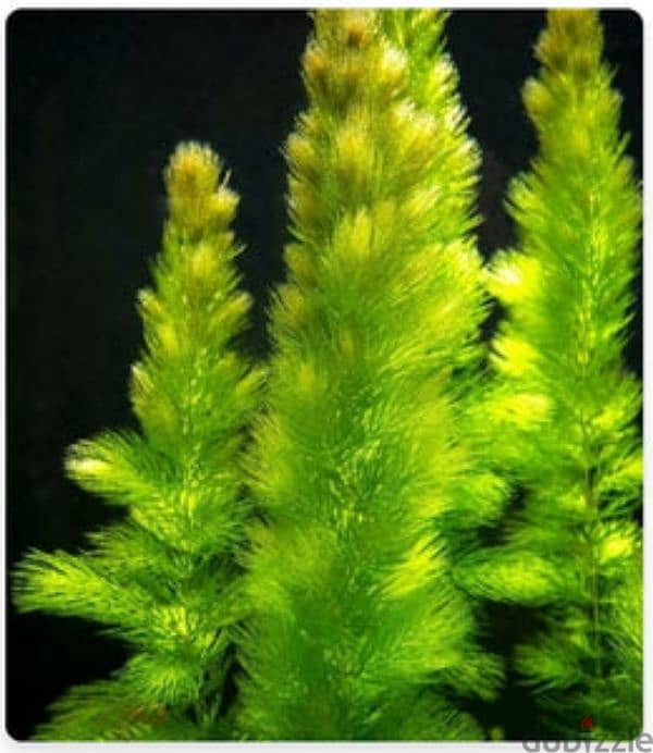 Foxtail Aquarium Plant Cuttings for Sale 1