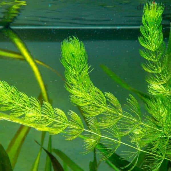 Foxtail Aquarium Plant Cuttings for Sale 2