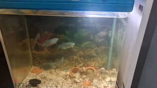 fish tank,filter,eston,light,fish gurabe big 5nas 0