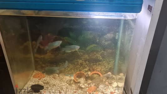 fish tank,filter,eston,light,fish gurabe big 5nas