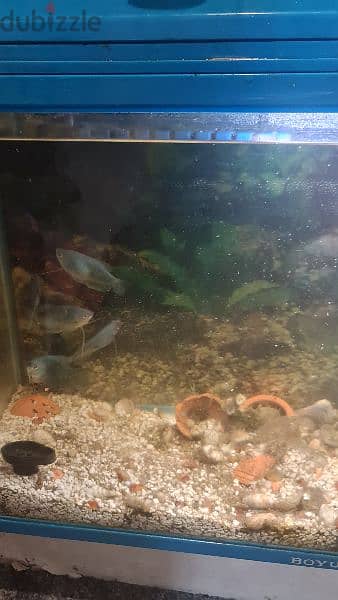 fish tank,filter,eston,light,fish gurabe big 5nas 1