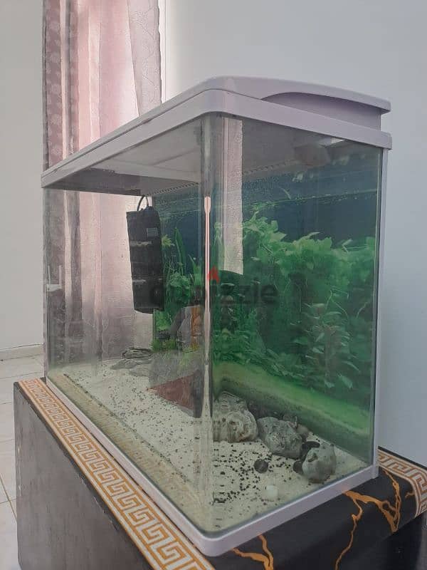 FISH TANK (AQUARIUM) FOR SALE! 1