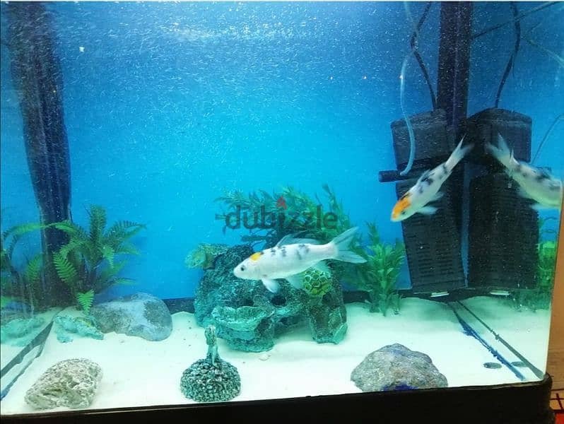 Aquarium with Two fish 1