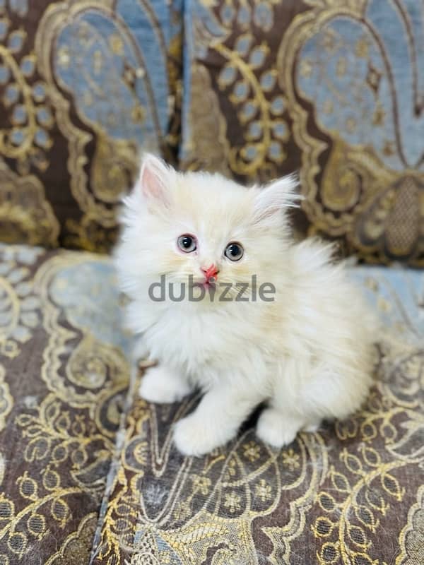 cat for adoption , Persian cat 2