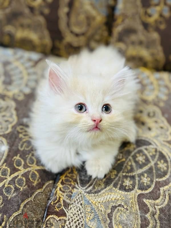 cat for adoption , Persian cat 3