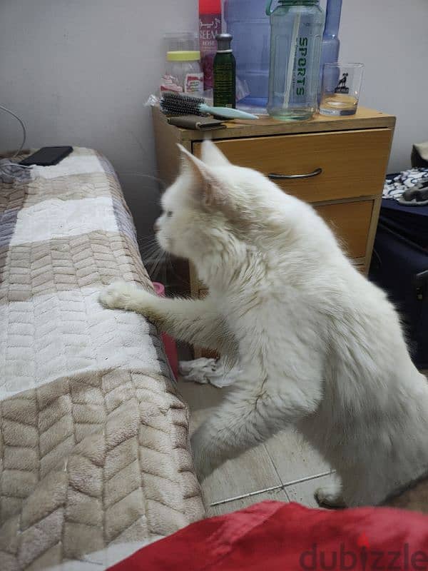 Turkish angora cat with double color eyes 1