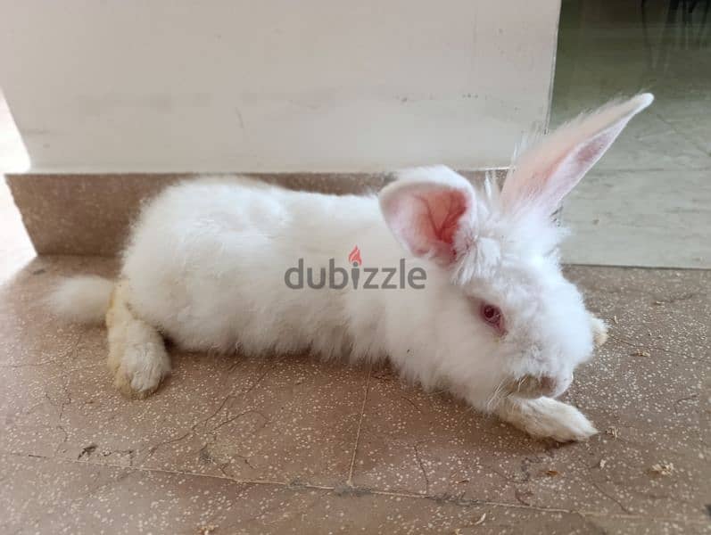 a rabbit for sale 1