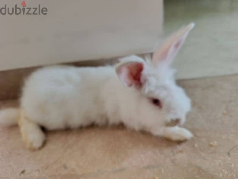 a rabbit for sale 2