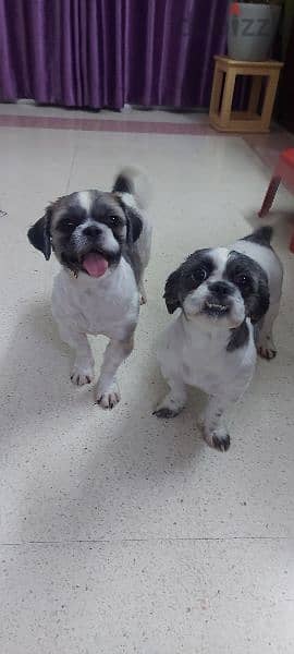 Shihtzu Canine Dogs for sale