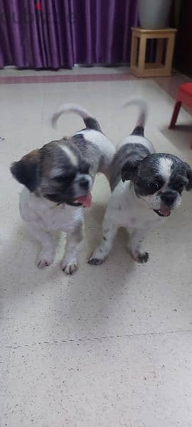 Shihtzu Canine Dogs for sale 1