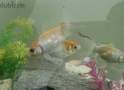 4 Koi Crap Fish for Sale