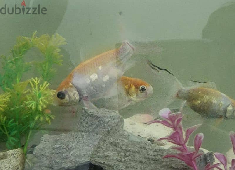 4 Koi Crap Fish for Sale 0