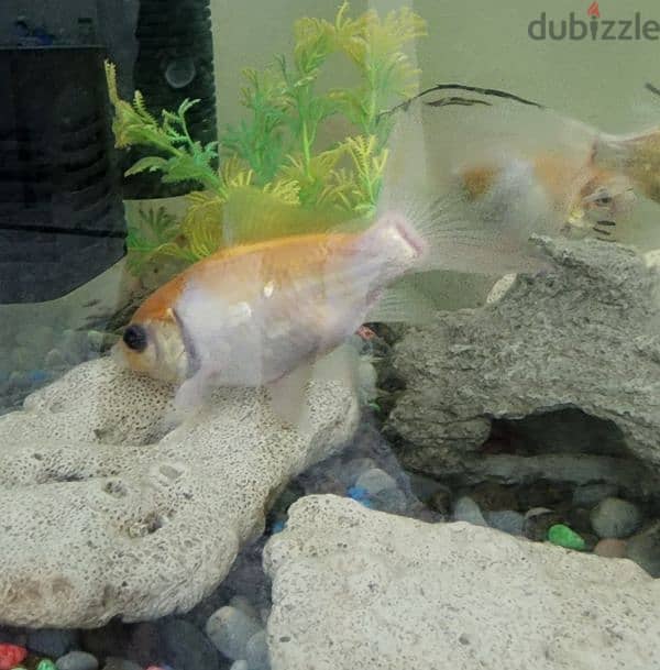 4 Koi Crap Fish for Sale 1