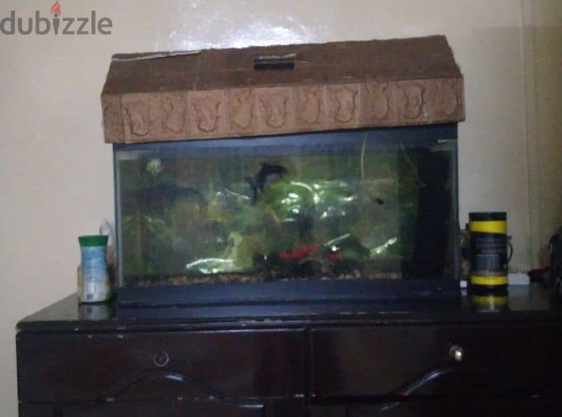 fish aquarium display for sale with two fishes urgent sale 0