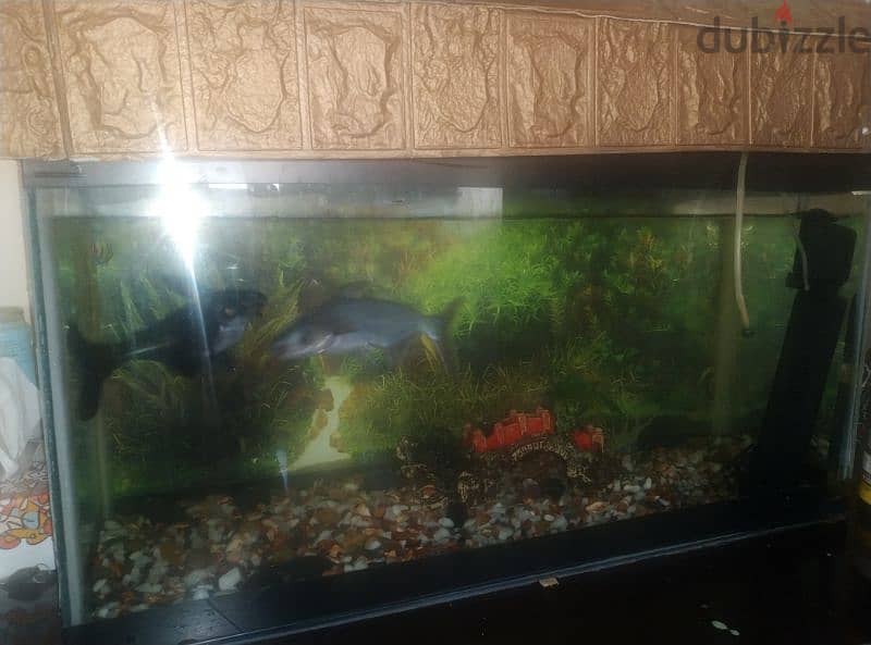 fish aquarium display for sale with two fishes urgent sale 1