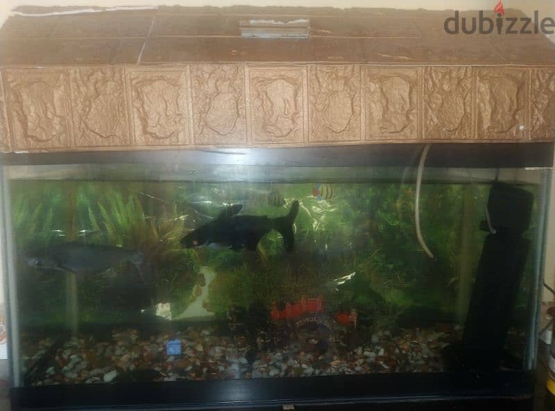 fish aquarium display for sale with two fishes urgent sale 2