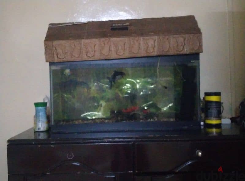 fish aquarium display for sale good condition with two fishes 0