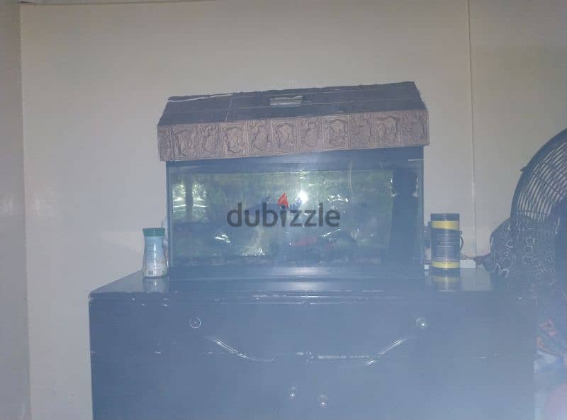 fish aquarium display for sale good condition with two fishes 1