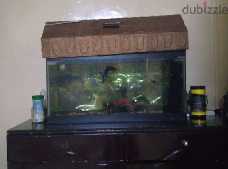 fish aquarium display for sale good condition with two fishes free 0