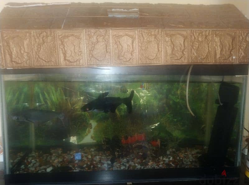 fish aquarium display for sale good condition with two fishes free 2