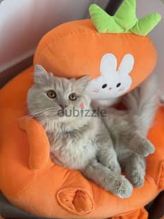 قطين للبيع 2 cats for sale 0