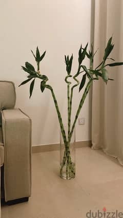 bamboo plants with glass vase 0