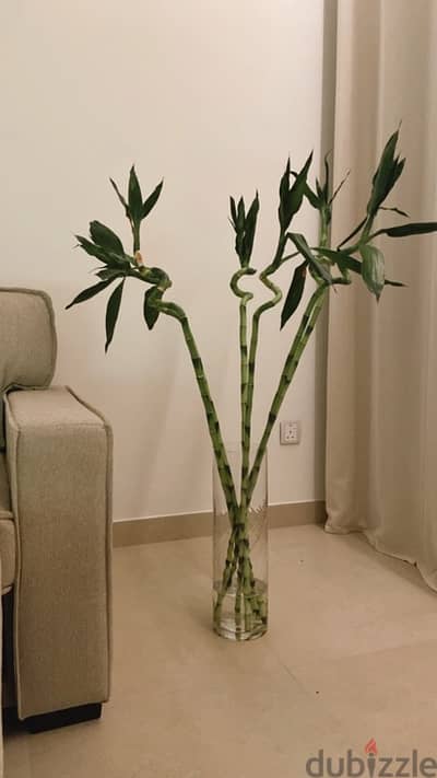 bamboo plants with glass vase