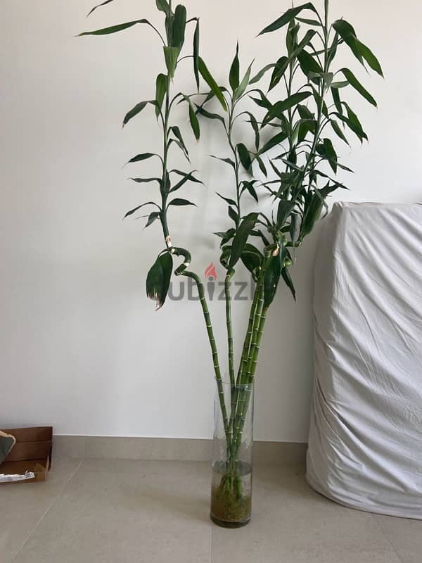 bamboo plants with glass vase 1