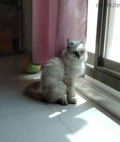 male cat Persian for sale 0