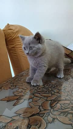 British short hair male kitten 0