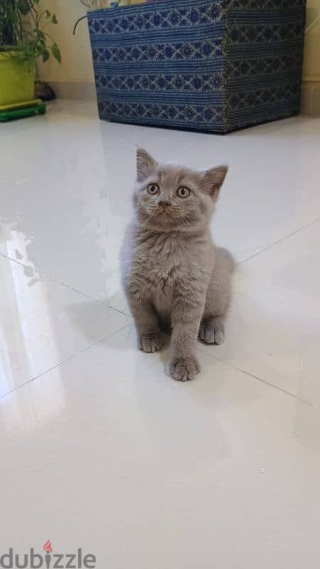 British short hair male kitten 1