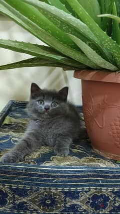 British short hair female kitten 0