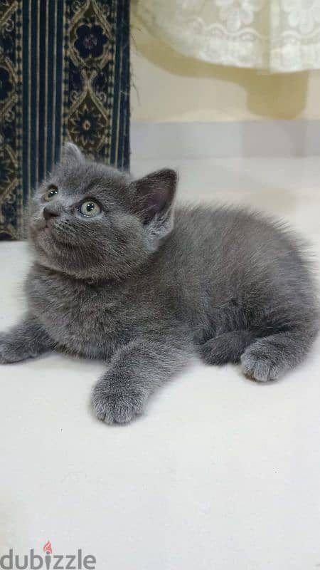 British short hair female kitten 1