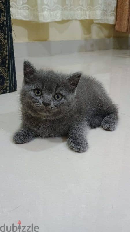 British short hair female kitten 2