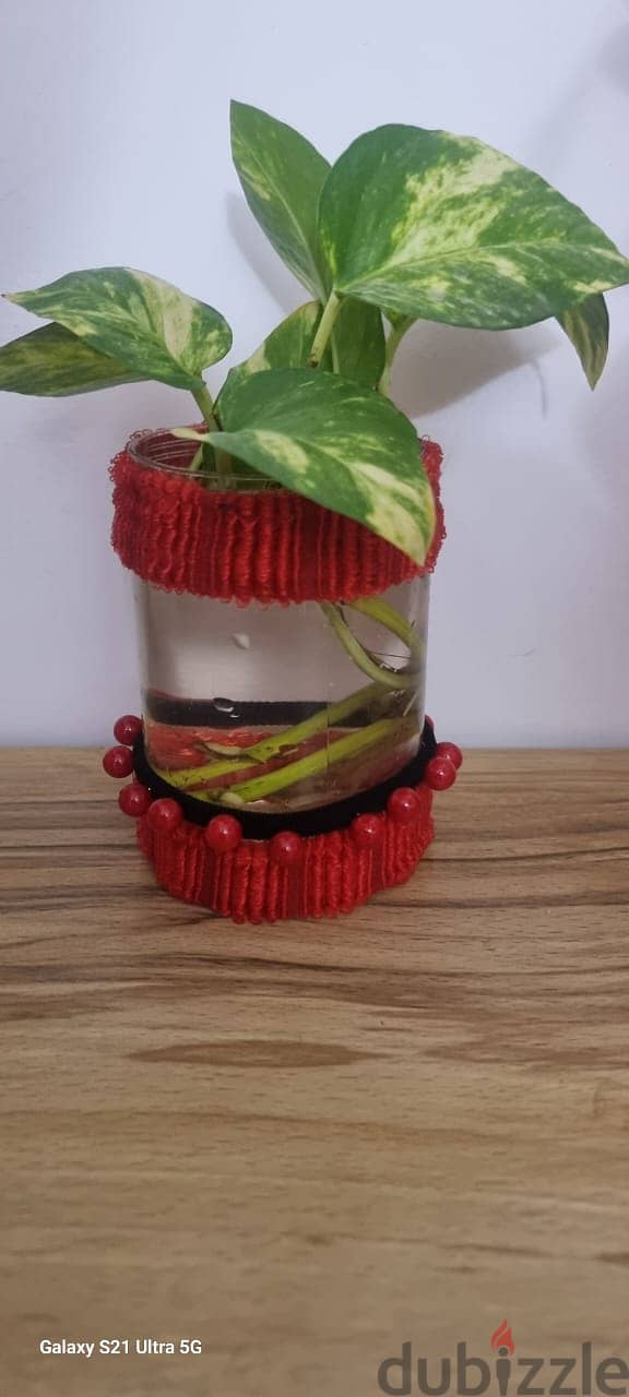 decorated pot with money plant 1