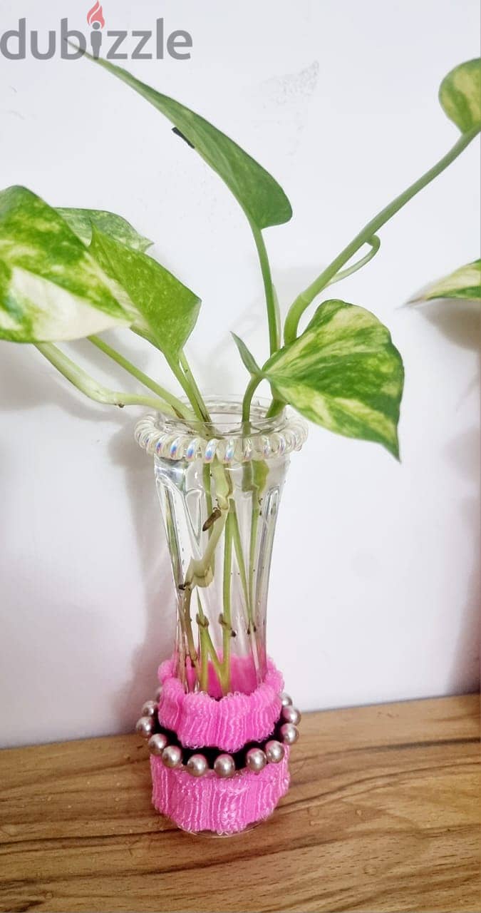 decorated pot with money plant 2