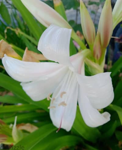 White Lilly