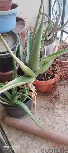 Aloe Vera plant 7.00 each 0