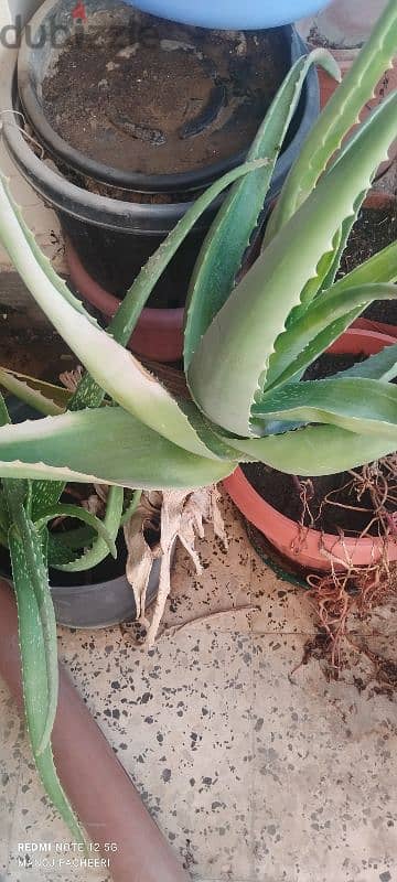 Aloe Vera plant 7.00 each 1