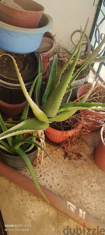 Aloe Vera plant 7.00 each 2