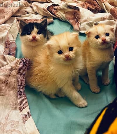 kittens