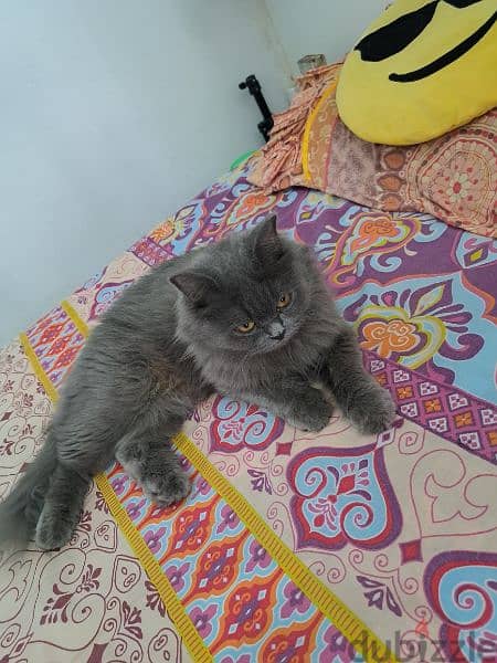 female cat for sale cat is very friendly 1